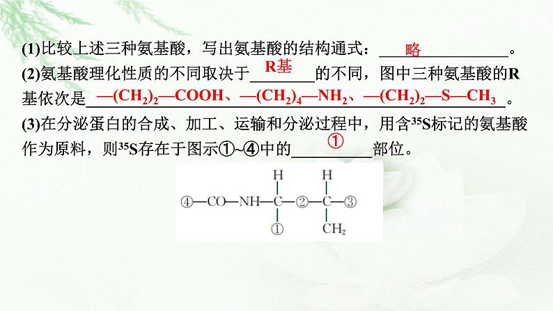 2024届高考生物一轮复习第一单元走近细胞组成细胞的分子第3讲蛋白质是生命活动的主要承担者课件第7页