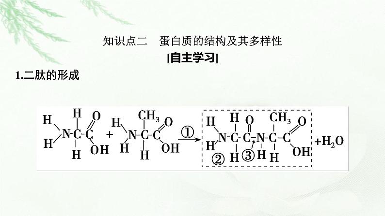 2024届高考生物一轮复习第一单元走近细胞组成细胞的分子第3讲蛋白质是生命活动的主要承担者课件第8页