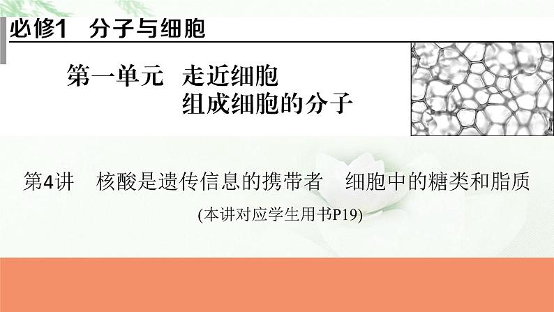 2024届高考生物一轮复习第一单元走近细胞组成细胞的分子第4讲核酸是遗传信息的携带者细胞中的糖类和脂质课件01