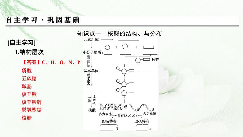 2024届高考生物一轮复习第一单元走近细胞组成细胞的分子第4讲核酸是遗传信息的携带者细胞中的糖类和脂质课件03