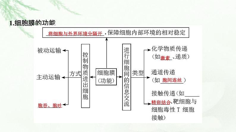 2024届高考生物一轮复习第二单元细胞的基本结构细胞的物质输入和输出第1讲细胞膜的结构和功能细胞核的结构和功能课件第4页