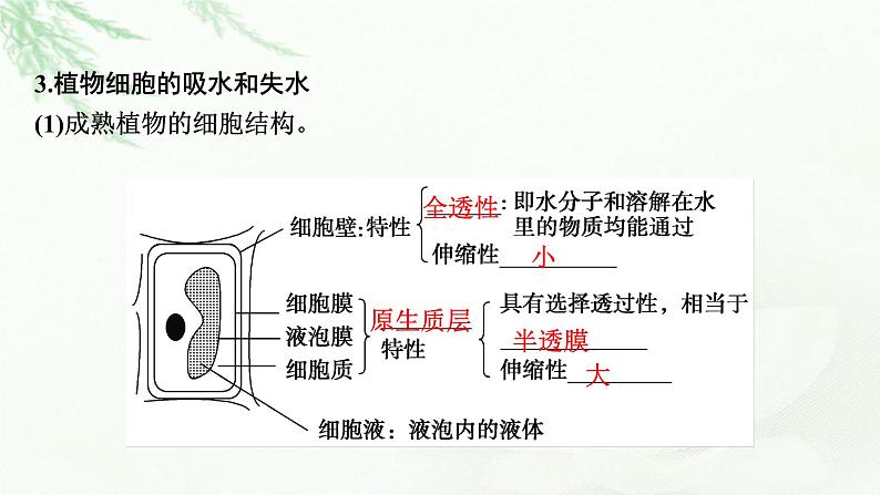 2024届高考生物一轮复习第二单元细胞的基本结构细胞的物质输入和输出第3讲细胞的物质输入和输出课件第5页