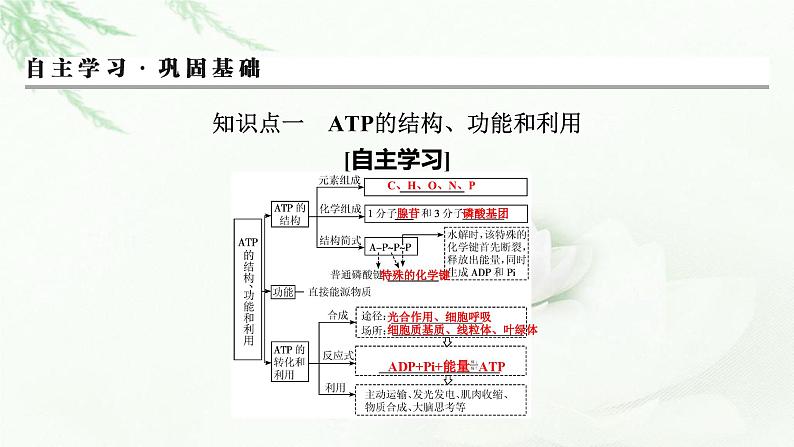 2024届高考生物一轮复习第三单元细胞的能量供应和作用第2讲细胞的能量“货币”ATP细胞呼吸的原理和应用课件03