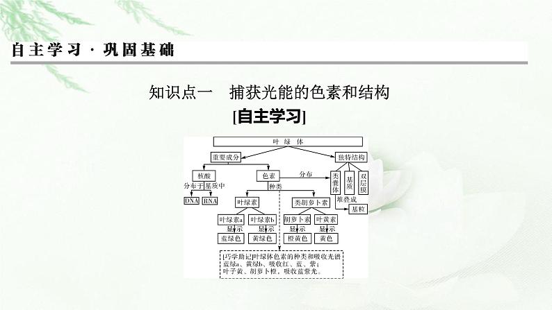 2024届高考生物一轮复习第三单元细胞的能量供应和作用第3讲光合作用与能量转化课件第3页