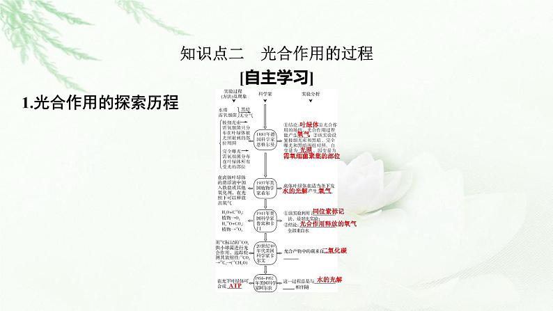 2024届高考生物一轮复习第三单元细胞的能量供应和作用第3讲光合作用与能量转化课件第5页