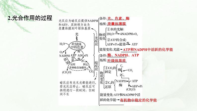 2024届高考生物一轮复习第三单元细胞的能量供应和作用第3讲光合作用与能量转化课件第6页