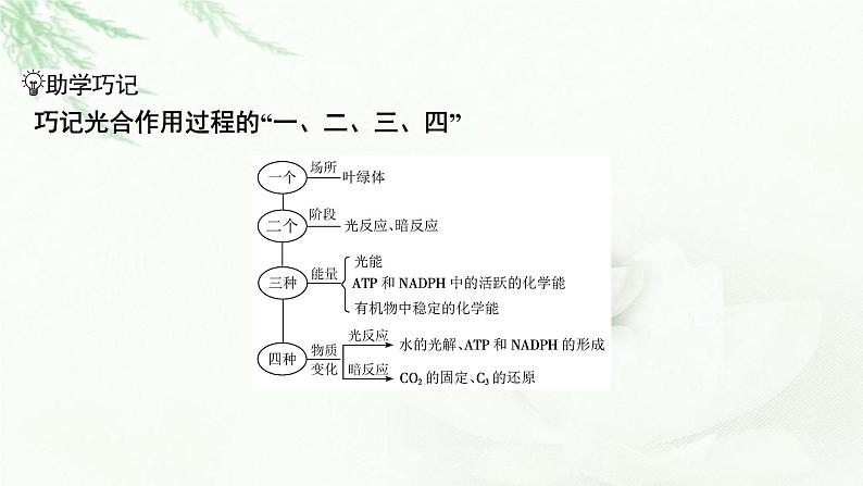 2024届高考生物一轮复习第三单元细胞的能量供应和作用第3讲光合作用与能量转化课件第7页