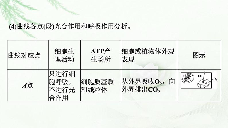 2024届高考生物一轮复习第三单元细胞的能量供应和作用第4讲光合作用与细胞呼吸的综合分析(提升课)课件第8页