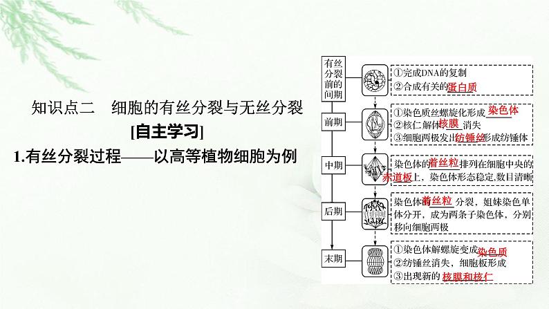 2024届高考生物一轮复习第四单元细胞的生命历程第1讲细胞的增殖课件第8页