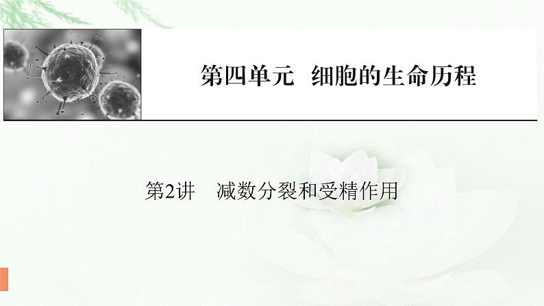 2024届高考生物一轮复习第四单元细胞的生命历程第2讲减数分裂和受精作用课件第1页