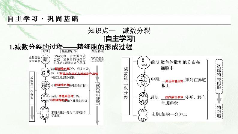 2024届高考生物一轮复习第四单元细胞的生命历程第2讲减数分裂和受精作用课件第3页