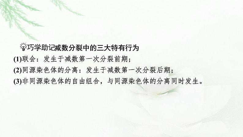 2024届高考生物一轮复习第四单元细胞的生命历程第2讲减数分裂和受精作用课件第4页