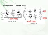 2024届高考生物一轮复习第四单元细胞的生命历程第2讲减数分裂和受精作用课件