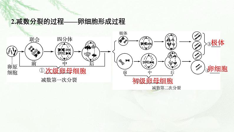 2024届高考生物一轮复习第四单元细胞的生命历程第2讲减数分裂和受精作用课件第5页