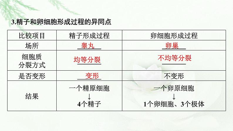 2024届高考生物一轮复习第四单元细胞的生命历程第2讲减数分裂和受精作用课件第6页