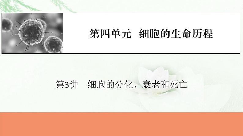 2024届高考生物一轮复习第四单元细胞的生命历程第3讲细胞的分化、衰老和死亡课件第1页