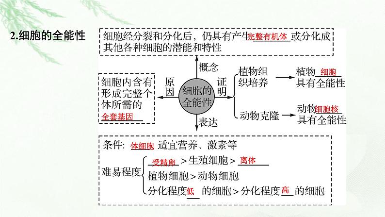 2024届高考生物一轮复习第四单元细胞的生命历程第3讲细胞的分化、衰老和死亡课件第5页