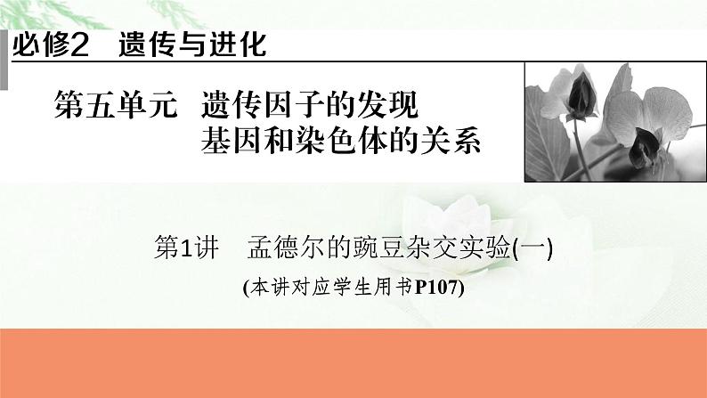 2024届高考生物一轮复习第五单元遗传因子的发现基因和染色体的关系第1讲孟德尔的豌豆杂交实验(一)课件第1页