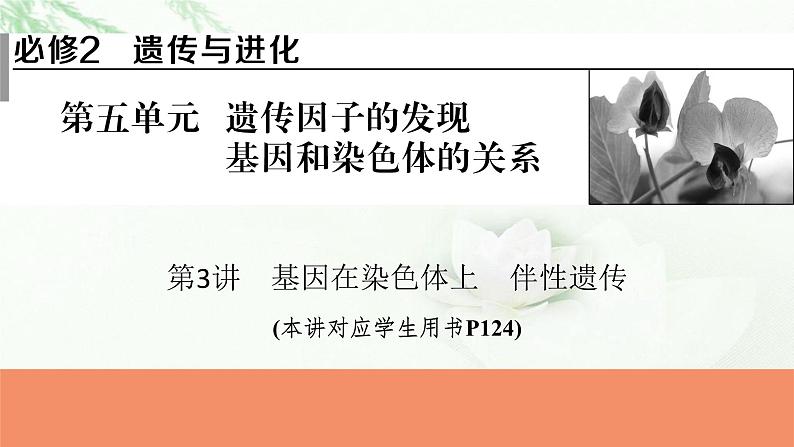 2024届高考生物一轮复习第五单元遗传因子的发现基因和染色体的关系第3讲基因在染色体上伴性遗传课件第1页