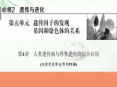 2024届高考生物一轮复习第五单元遗传因子的发现基因和染色体的关系第4讲人类遗传病与伴性遗传的综合应用课件