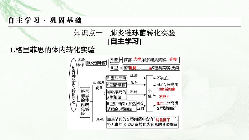 2024届高考生物一轮复习第六单元基因的本质基因的表达第1讲DNA是主要的遗传物质课件第3页