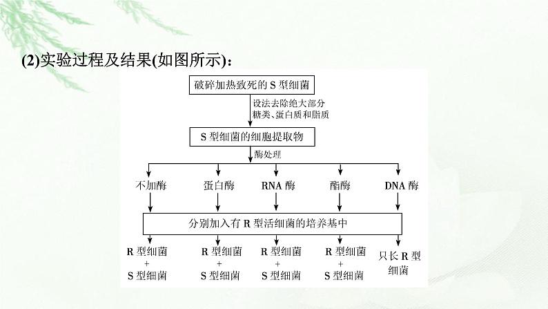 2024届高考生物一轮复习第六单元基因的本质基因的表达第1讲DNA是主要的遗传物质课件第5页