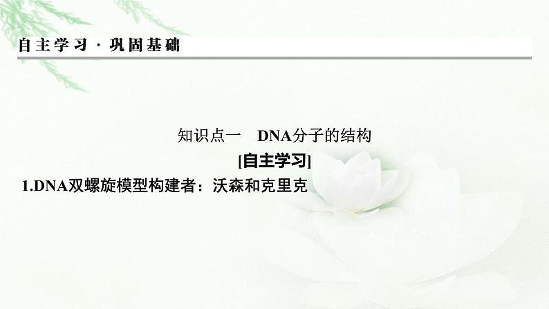 2024届高考生物一轮复习第六单元基因的本质基因的表达第2讲DNA的结构 DNA的复制 基因通常是有遗传效应的DNA片段课件第3页