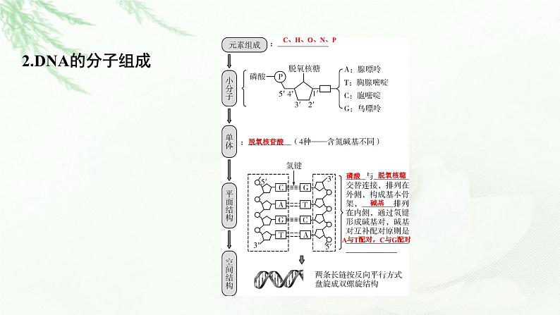 2024届高考生物一轮复习第六单元基因的本质基因的表达第2讲DNA的结构 DNA的复制 基因通常是有遗传效应的DNA片段课件第4页