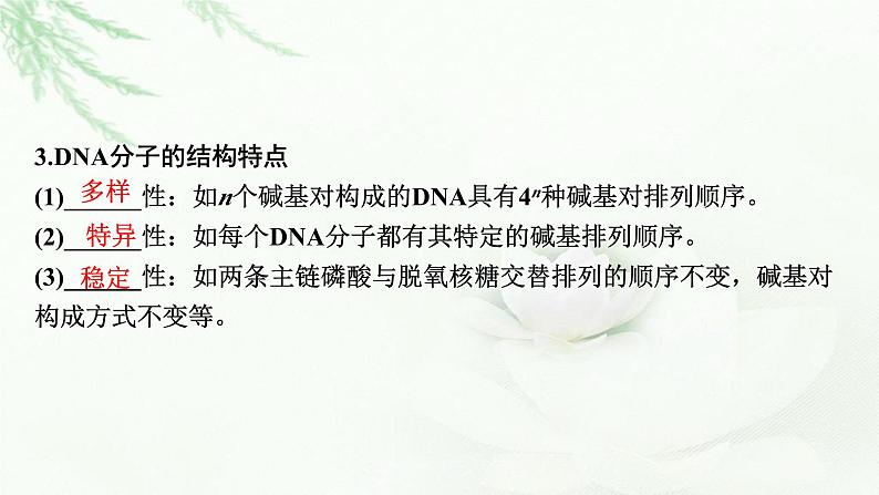 2024届高考生物一轮复习第六单元基因的本质基因的表达第2讲DNA的结构 DNA的复制 基因通常是有遗传效应的DNA片段课件第5页