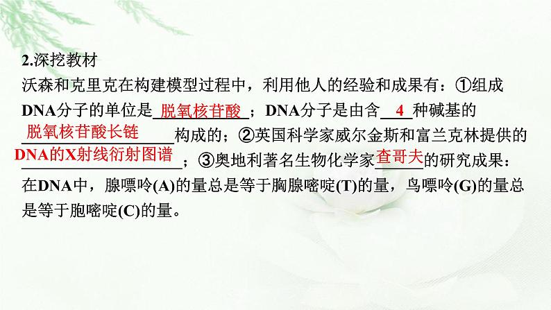 2024届高考生物一轮复习第六单元基因的本质基因的表达第2讲DNA的结构 DNA的复制 基因通常是有遗传效应的DNA片段课件第7页