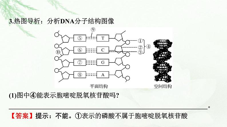 2024届高考生物一轮复习第六单元基因的本质基因的表达第2讲DNA的结构 DNA的复制 基因通常是有遗传效应的DNA片段课件第8页