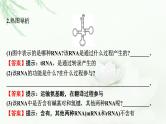 2024届高考生物一轮复习第六单元基因的本质基因的表达第3讲基因的表达课件