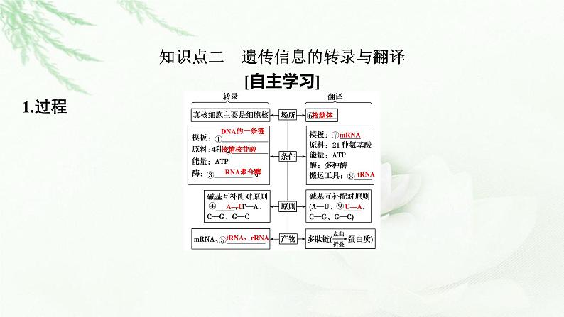 2024届高考生物一轮复习第六单元基因的本质基因的表达第3讲基因的表达课件06