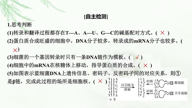 2024届高考生物一轮复习第六单元基因的本质基因的表达第3讲基因的表达课件08