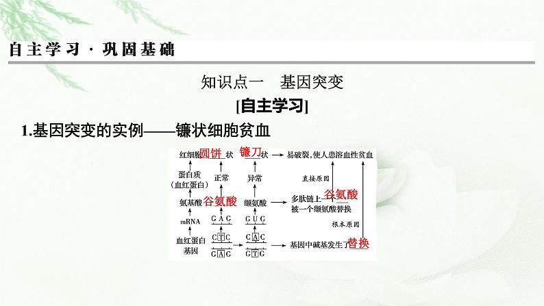 2024届高考生物一轮复习第七单元基因突变及其他变异生物的进化第1讲基因突变和基因重组课件03