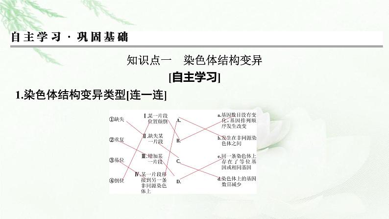 2024届高考生物一轮复习第七单元基因突变及其他变异生物的进化第2讲染色体变异课件03