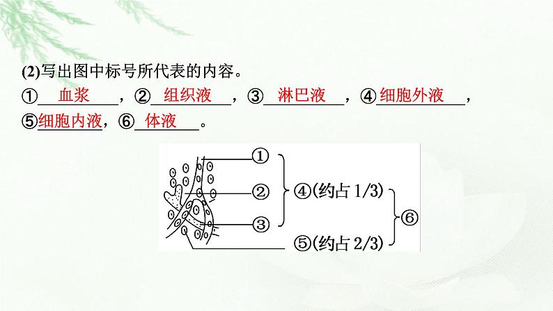 2024届高考生物一轮复习第八单元人和高等动物生命活动的调节第1讲人体的内环境与稳态课件第4页