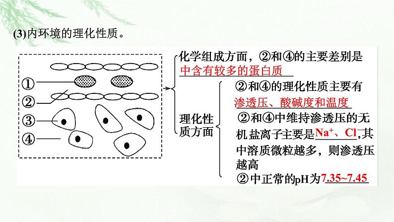 2024届高考生物一轮复习第八单元人和高等动物生命活动的调节第1讲人体的内环境与稳态课件第7页