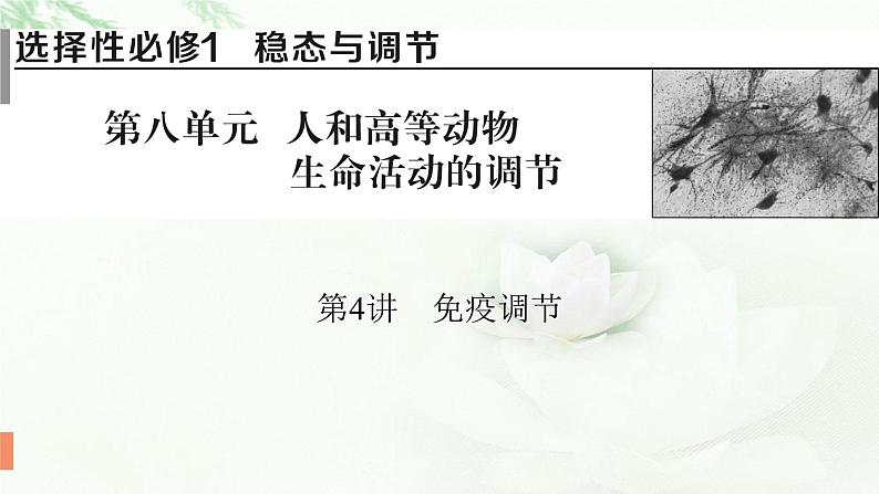 2024届高考生物一轮复习第八单元人和高等动物生命活动的调节第4讲免疫调节课件第1页
