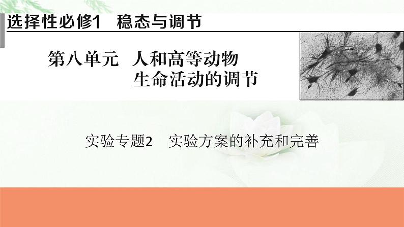 2024届高考生物一轮复习第八单元人和高等动物生命活动的调节实验专题2实验方案的补充和完善课件01