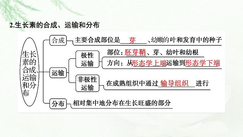 2024届高考生物一轮复习第九单元植物生命活动的调节第1讲植物生长素课件06