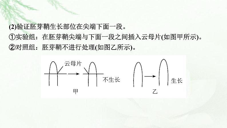 2024届高考生物一轮复习第九单元植物生命活动的调节实验专题3植物激素调节实验探究课件第3页