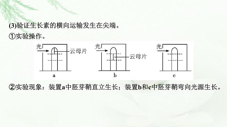 2024届高考生物一轮复习第九单元植物生命活动的调节实验专题3植物激素调节实验探究课件第4页