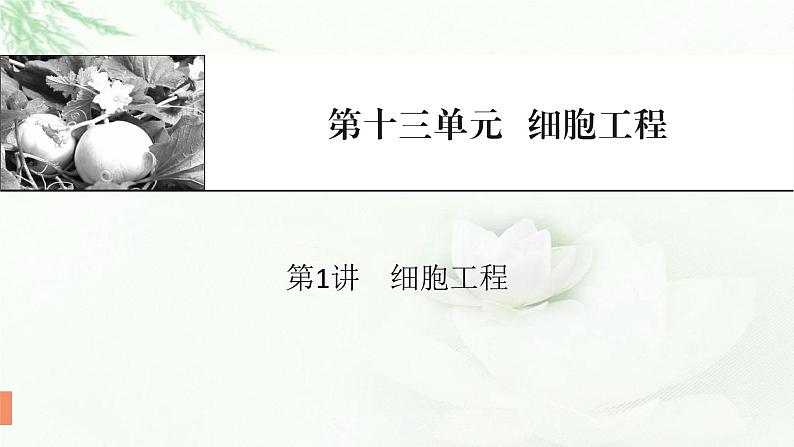 2024届高考生物一轮复习第十三单元细胞工程第1讲细胞工程课件01