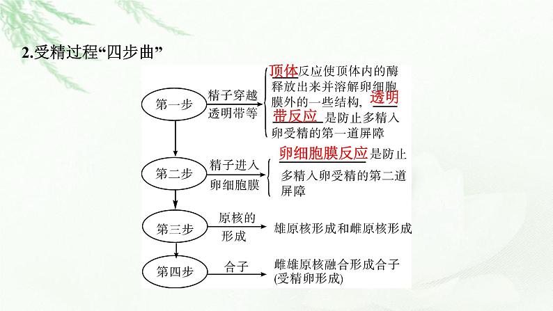 2024届高考生物一轮复习第十三单元细胞工程第2讲胚胎工程课件第4页