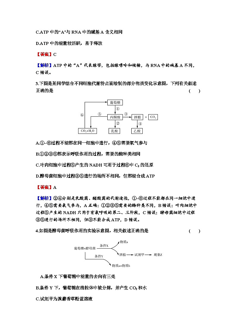2024届高考生物一轮复习第三单元细胞的能量供应和作用第2讲细胞的能量“货币”ATP细胞呼吸的原理和应用练习含答案第2页