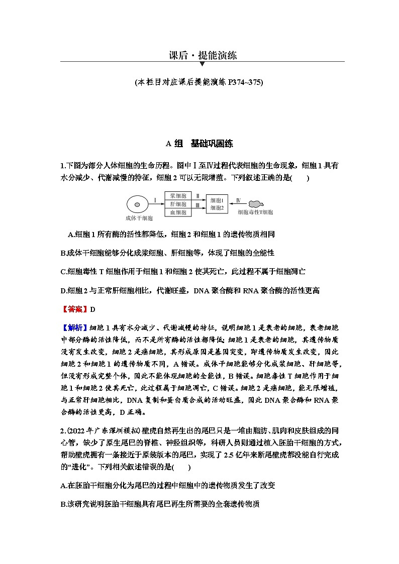 2024届高考生物一轮复习第四单元细胞的生命历程第3讲细胞的分化、衰老和死亡练习含答案01