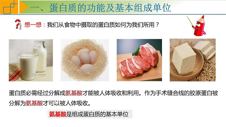 2.4 蛋白质是生命活动的主要承担者 课件 高中生物学人教版2019必修107