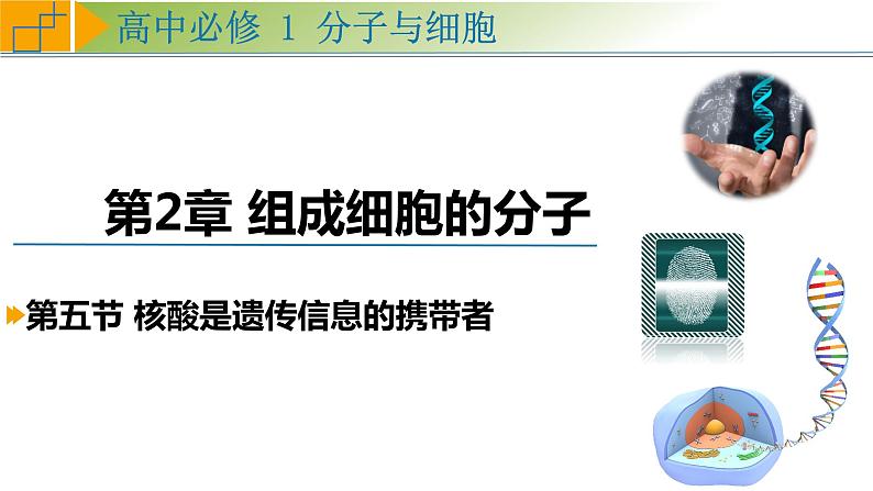 2.5 核酸是遗传信息的携带者 课件 高中生物学人教版2019必修101