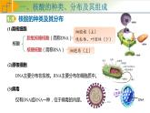 2.5 核酸是遗传信息的携带者 课件 高中生物学人教版2019必修1